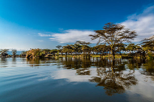 Calm Lake Naivasha water reflecting trees along the shore